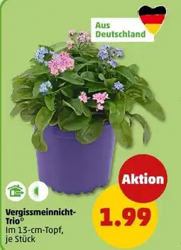 PENNY Vergissmeinnicht Trio Angebot