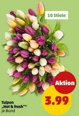 PENNY Tulpen ,,Hot & fresh" Angebot