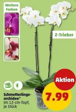 PENNY Schmetterlings orchidee Angebot