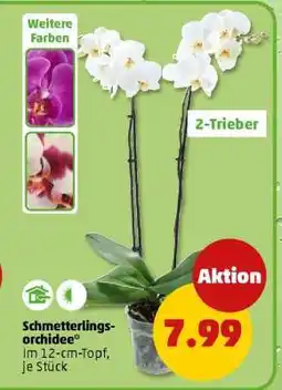 PENNY Schmetterlingsorchidee Angebot