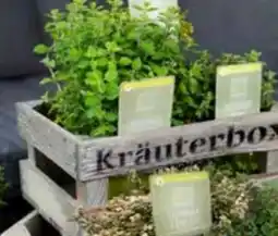 Pflanzen Kölle Sunny Herbs Angebot