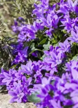 Pflanzen Kölle Glockenblume Get Mee Angebot