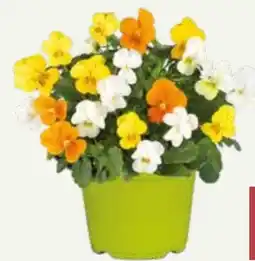 Pflanzen Kölle Trio-Hornveilchen Angebot