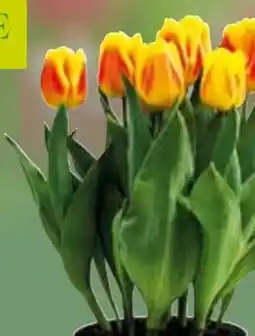 Pflanzen Kölle Kölle Tulpe Angebot