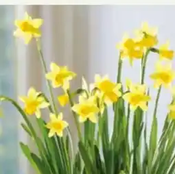 Pflanzen Kölle Narzisse Tete-aTete Angebot