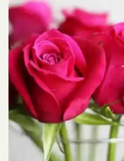 Pflanzen Kölle Nimm mich mit Rose Angebot