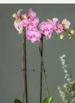 Pflanzen Kölle Kölle Schmetterlingsorchidee Angebot