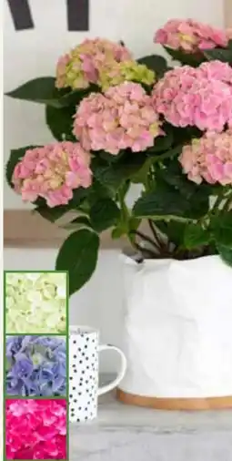 Pflanzen Kölle Kölle Hortensien Angebot