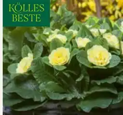 Pflanzen Kölle Kölle's Beste Primel-Selektion Belarina Angebot