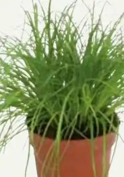 Pflanzen Kölle Kölle Hornveilchen Wandhänger Angebot