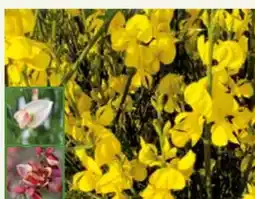 Pflanzen Kölle Edelginster Angebot