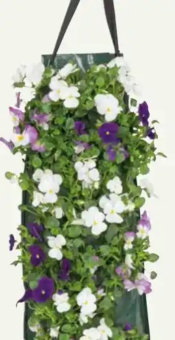 Pflanzen Kölle Hornveilchen Wandhänger Angebot