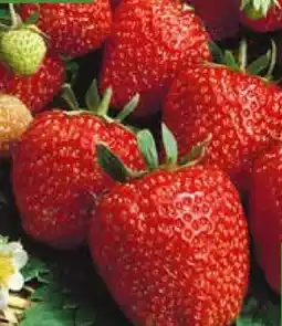 Pflanzen Kölle Kölle's Bio Erdbeeren Angebot