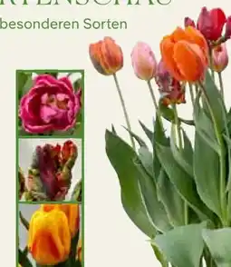 Pflanzen Kölle Tulpen im Topf Angebot