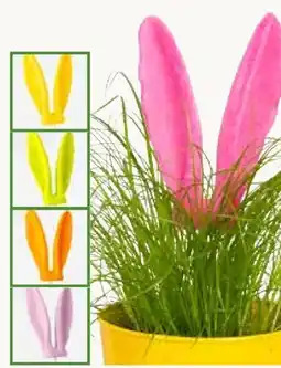 Pflanzen Kölle Pflanzstecker Hasenohren Angebot