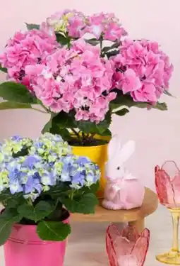 Pflanzen Kölle Hortensien Angebot