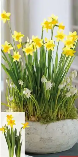 Pflanzen Kölle Narzisse Tete-aTete Angebot