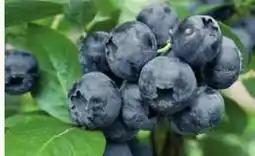 Pflanzen Kölle Garten Heidelbeeren Angebot