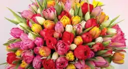 Pflanzen Kölle Tulpen Angebot