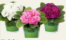 Pflanzen Kölle Kölle's Beste Primel PomPom Angebot