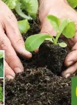 Pflanzen Kölle Pflanzwürfel WPC Angebot