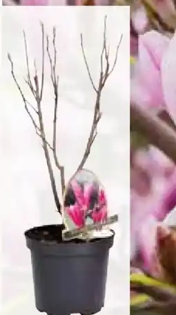 Pflanzen Kölle Magnolia Angebot