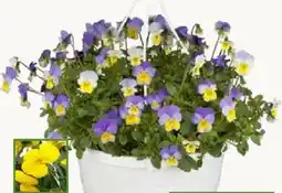 Pflanzen Kölle Hornveilchen-Ampeln Angebot