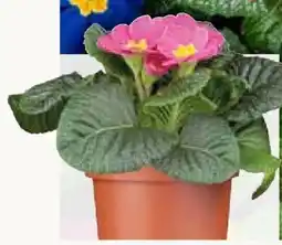 Pflanzen Kölle Primel Angebot