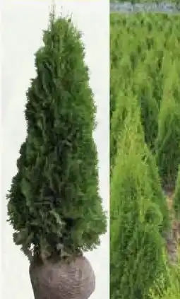 Pflanzen Kölle Kölle Thuja Smaragd Ballenware Angebot