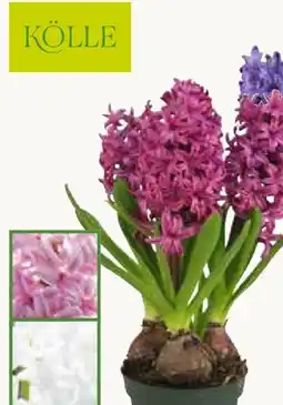 Pflanzen Kölle Kölle Hyazinthe Angebot