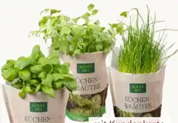Pflanzen Kölle Kölle's Bio Küchenkräuter Angebot