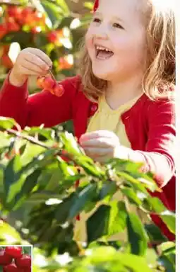 Pflanzen Kölle Kölle's Bio Bio-Zwergobst Angebot