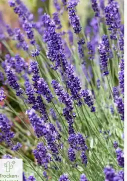 Pflanzen Kölle Lavendel Angebot