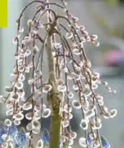 Pflanzen Kölle Kölle Hängekätzchenweide-Stämmchen Angebot