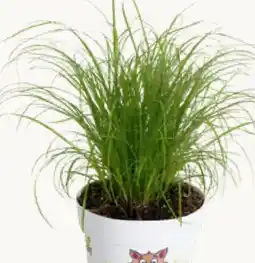 Pflanzen Kölle Katzengras Angebot