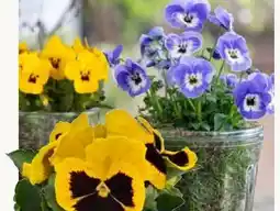 Pflanzen Kölle Hornveilchen Angebot