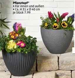 PENNY Pflanztopf Angebot