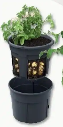 PENNY Kartoffelpflanztopf Angebot