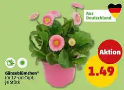 PENNY Gänseblümchen Angebot