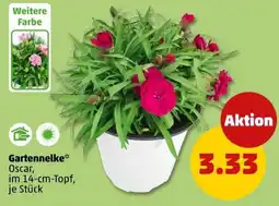 PENNY Gartennelke Angebot