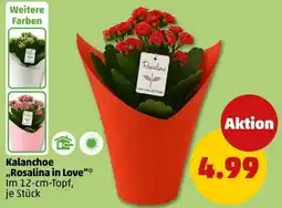 PENNY Kalanchoe ,,Rosalina in Love" Angebot