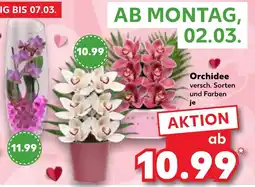 Kaufland Orchidee Angebot