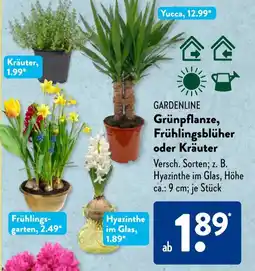 Aldi Süd GARDENLINE Grünpflanze, Frühlingsblüher oder Kräuter Angebot