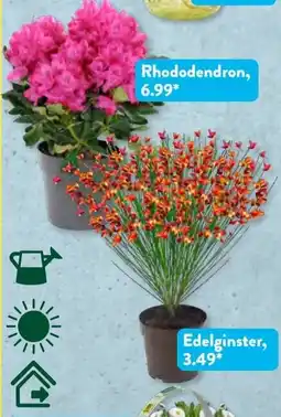 Aldi Süd GARDENLINE Edelginster, Man- delbäumchen oder Rhododendron Angebot