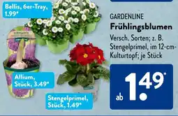 Aldi Süd GARDENLINE Frühlingsblumen Angebot