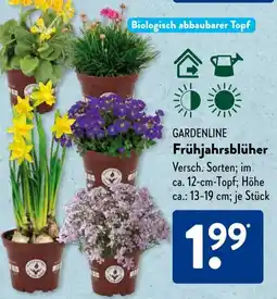 Aldi Süd GARDENLINE Frühjahrsblüher Angebot