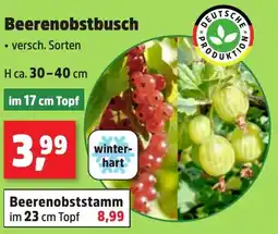 Thomas Philipps Beerenobstbusch Angebot