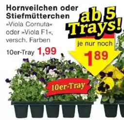 Jawoll Hornveilchen oder Stiefmütterchen 10er-Tray Angebot