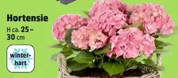 Thomas Philipps Hortensie Angebot