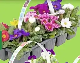 Thomas Philipps Primeln Angebot